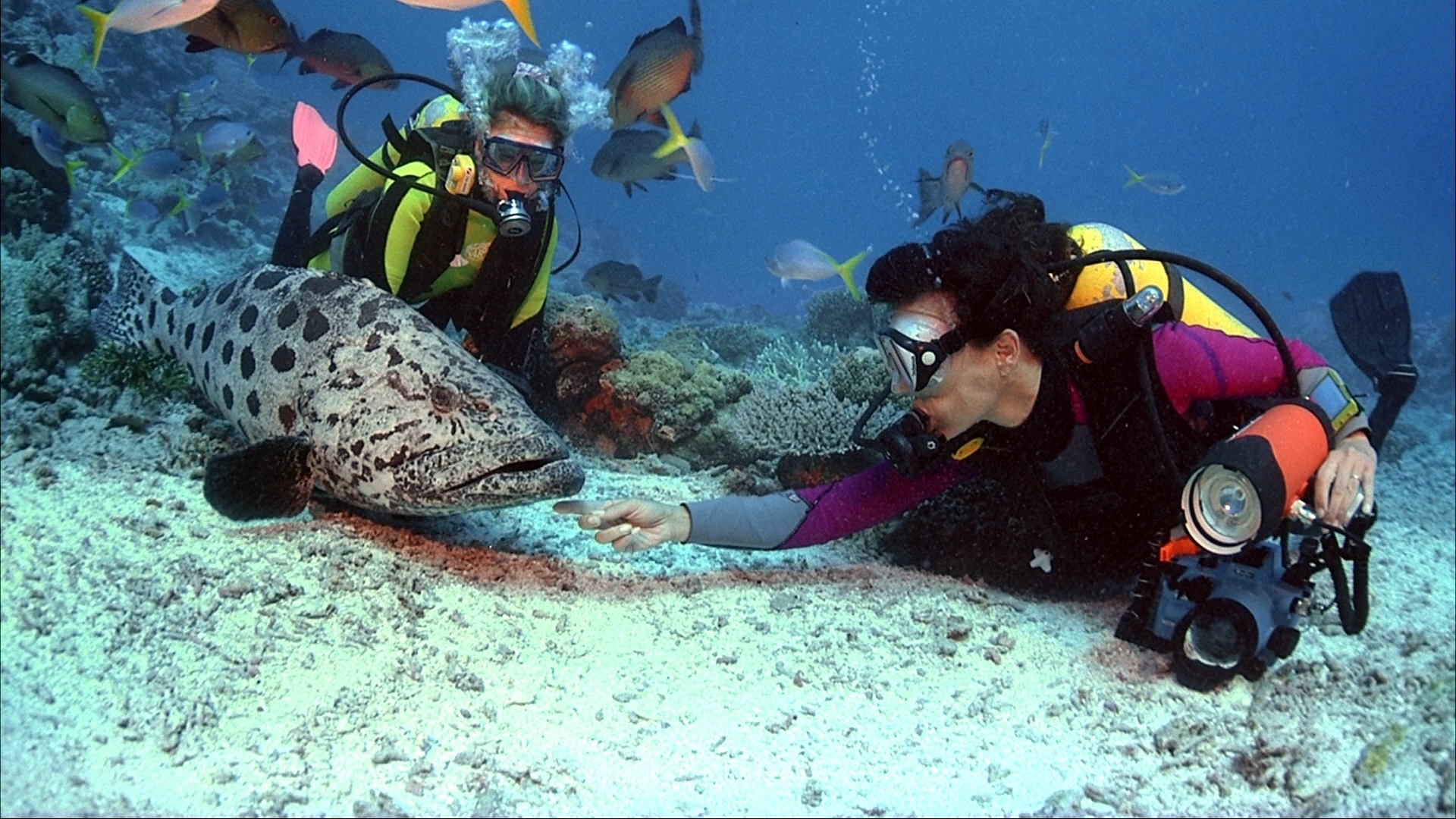 IMAX Coral Reef Adventure Bluray Review