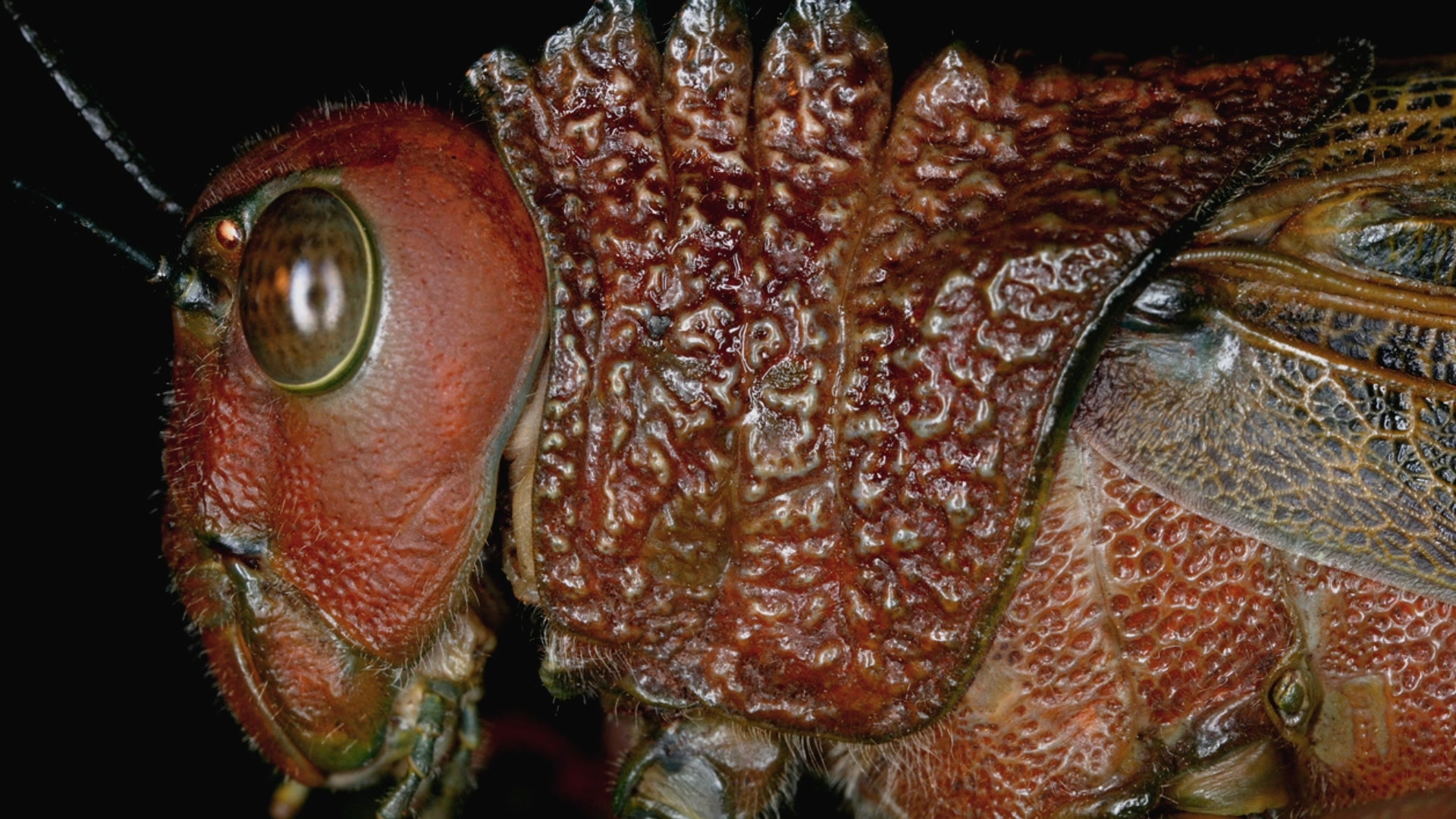 Learning to See: The World of Insects Blu-ray Review