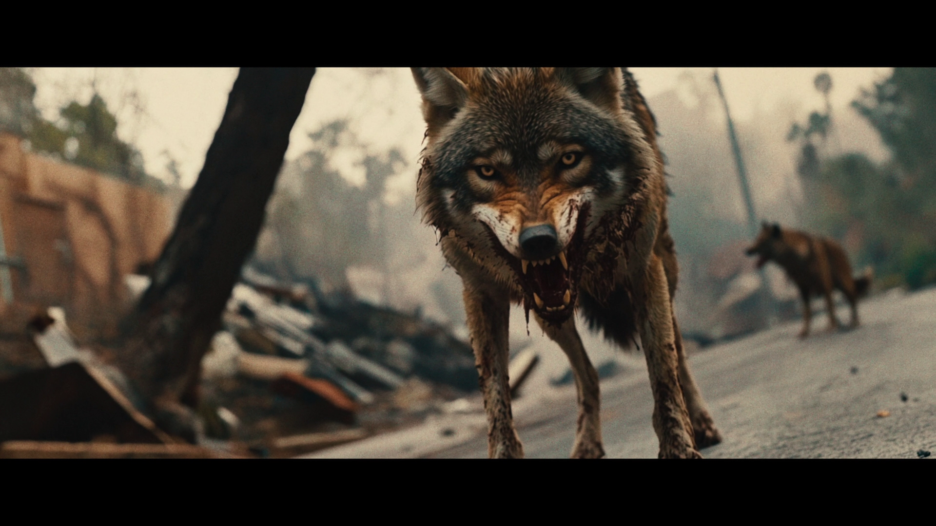 Coyotes Blu-ray Review